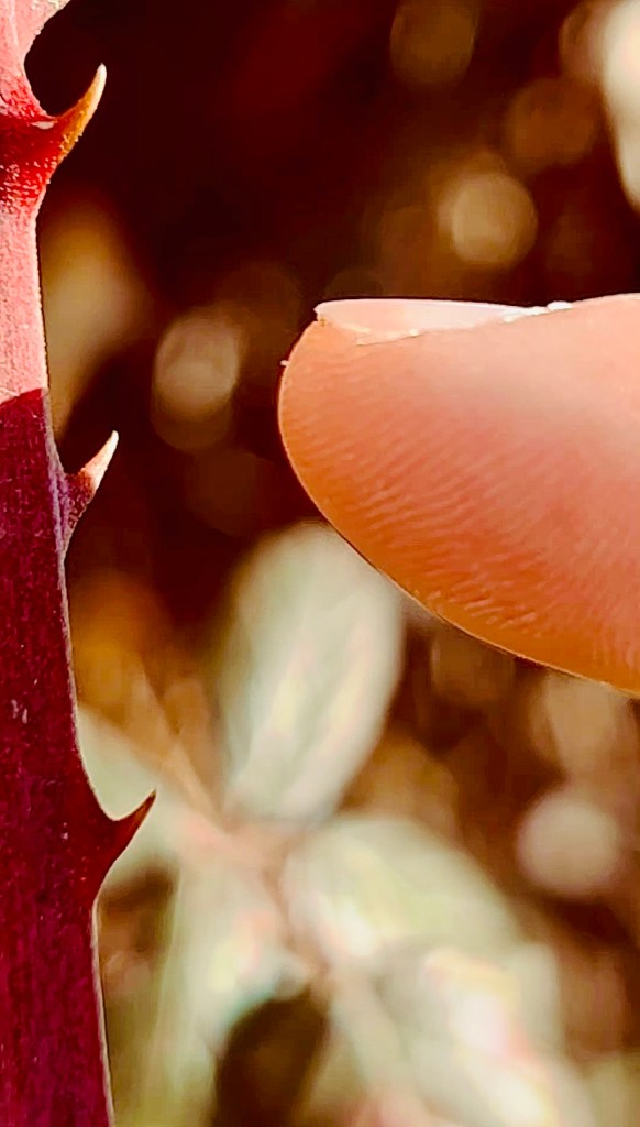 a close-up photo of a finger as it approaches a thorn