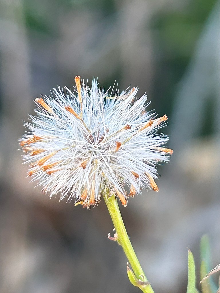 close-up photo of a fluffy flower seedhead